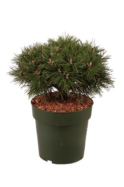 Pušis kalninė (Lot Pinus mugo) 'Benjamin' C5/P23 STIEBAS 20 CM