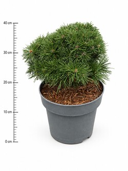 Pušis kalninė (Lot Pinus mugo) 'Benjamin' C5/P23 30-35 CM