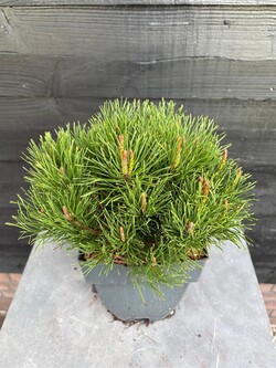 Pušis kalninė (Lot Pinus mugo) 'Mmughus' C2/P17 30/+ CM