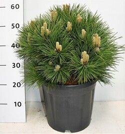 Pušis juodoji (Lot Pinus nigra) 'Nana' C13 40-50 CM - nuotrauka 2