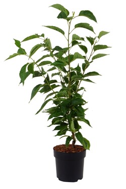 Vyšnia smailiadantė (Lot Prunus serr.) 'Amanogawa' C5/P23 60-100 CM