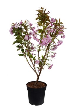Vyšnia smailiadantė (Lot Prunus serr.) 'Kanzan' C5/P23 80-100 CM