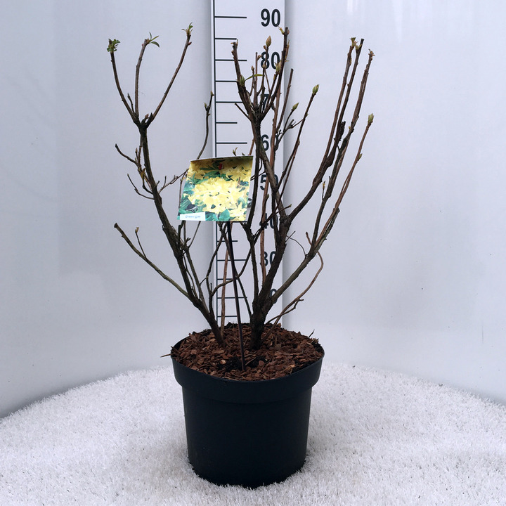 Azalija (Lot Rhododendron luteum)  C10 40-50 CM