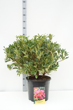 Rododendras (Lot Rhododendron) 'Scyphocalix' C20 60-70 CM