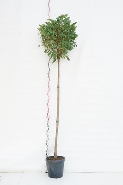 Robinija baltažiedė (Lot Robinia ps.) 'Umbraculifera' C35 STIEBAS 200 CM KAMIENO APIMTIS 10-12 CM