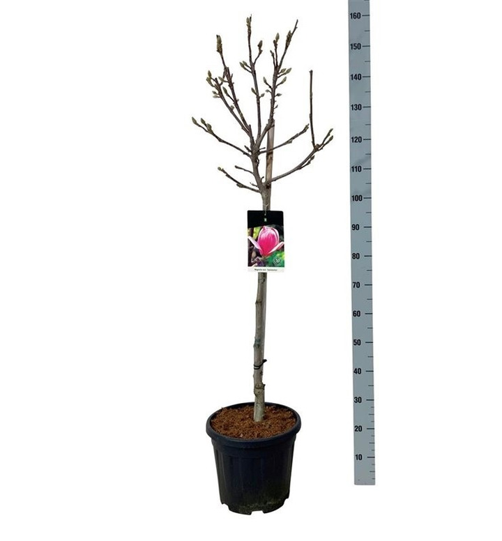 Magnolija sulanžo (Lot Magnolia soul.) 'Satisfaction' C15 KOTAS 90 CM-MAGNOLIJOS-KRŪMAI