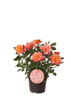 Rose (Lot Rose) 'Sugar Candy' C4/P21