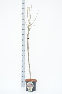 Šermukšnis (Lot Sorbus) 'Autumn Spire' C5/P23 STIEBAS 80 CM