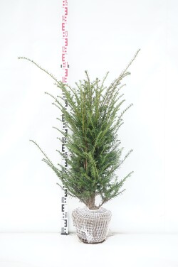 Kukmedis europinis (Lot Taxus baccata) 80/+ CM RB