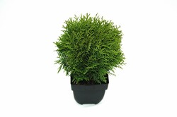 Tuja vakarinė (Lot Thuja occ.) 'Danica' C2/P17 30/+ CM