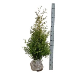 Tuja vakarinė (Lot Thuja occ.) 'Golden Brabant' 80-100 CM RB