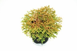 Tuja vakarinė (Lot Thuja occ.) 'Golden Tuffet' C2/P17 30/+ CM