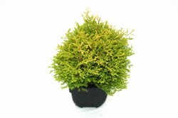 Tuja vakarinė (Lot Thuja occ.) 'Rheingold' C2/P17 30/+ CM