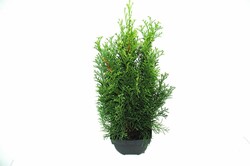Tuja vakarinė (Lot Thuja occ.) 'Smaragd' C2/P17 50/+ CM
