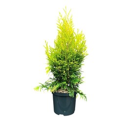 Tuja didžioji (Lot Thuja pl.) '4ever Goldy' C2,5/P18 30-40 CM