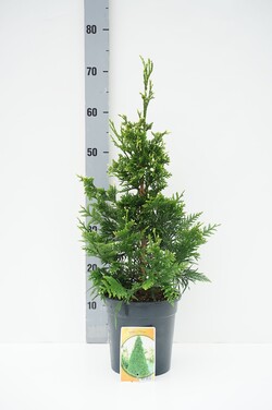 Tuja didžioji (Lot Thuja pl.) 'Can-Can' C3/P19 40-50 CM - nuotrauka 1