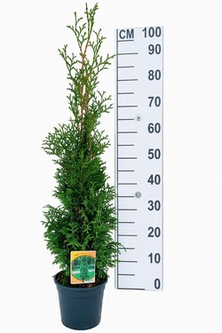 Tuja didžioji (Lot Thuja pl.) 'Can-Can' C3/P19 40-50 CM - nuotrauka 2
