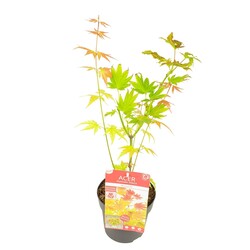 Klevas geltonasis (Lot Acer shirasawanum) 'Moonrise' C1,5/P15 25-30 CM