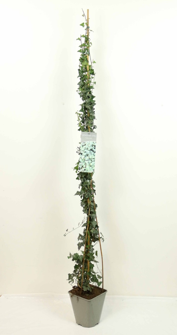Gebenė lipikė (Lot Hedera helix) C5/P23 100-125 CM