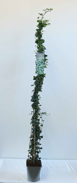 Gebenė lipikė (Lot Hedera helix) C5/P23 100-125 CM - nuotrauka 2