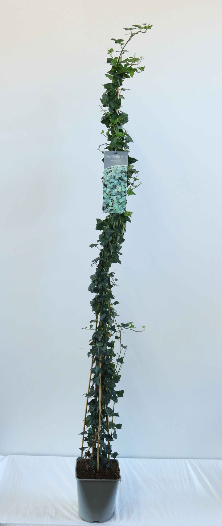 Gebenė lipikė (Lot Hedera helix) C5/P23 100-125 CM
