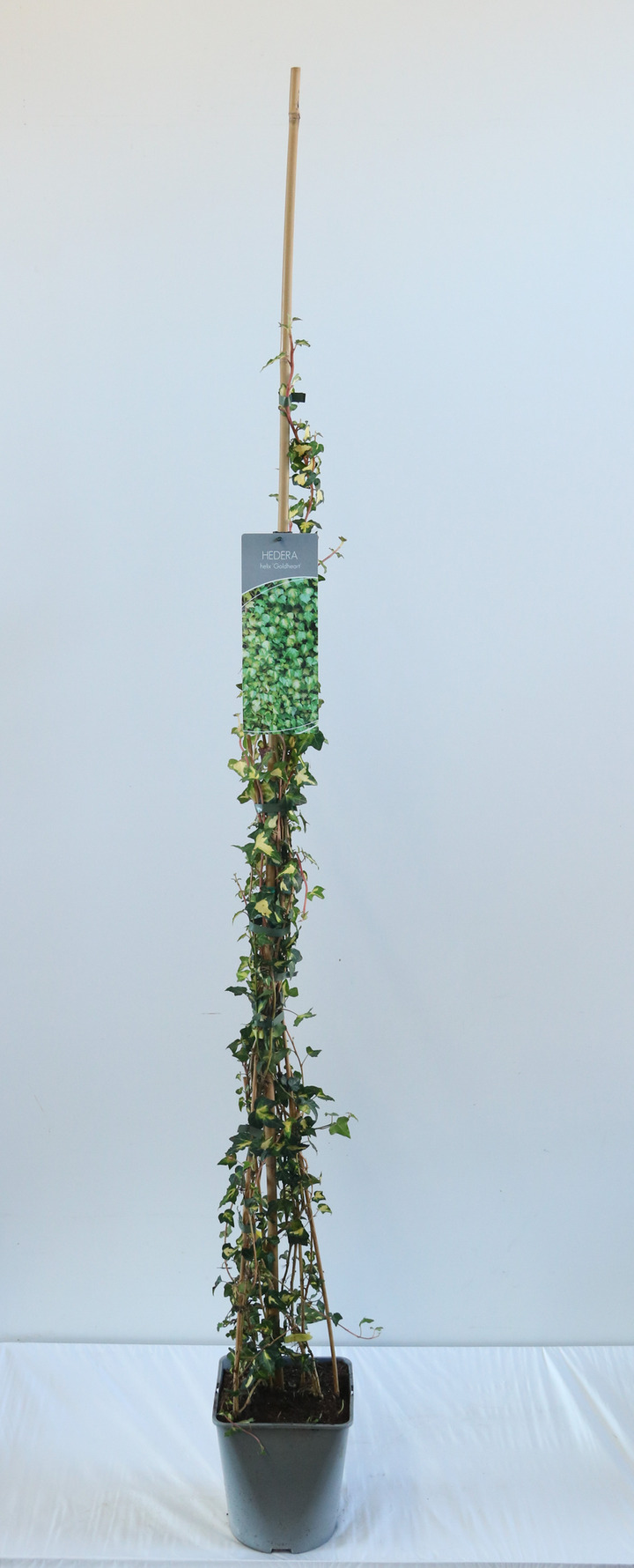 Gebenė lipikė (Lot Hedera hel.) 'Goldheart' C5/P23 150-200 CM