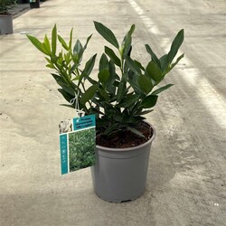 Lauro vyšnia (Lot Prunus laur.) 'Otto Luyken' C2,5/P18 25-30 CM - nuotrauka 2