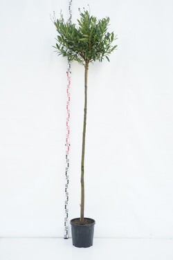 Lauro vyšnia (Lot Prunus laur.) 'Otto Luyken' C15 STIEBAS 180 CM KAMIENO APIMTIS 8-10 CM