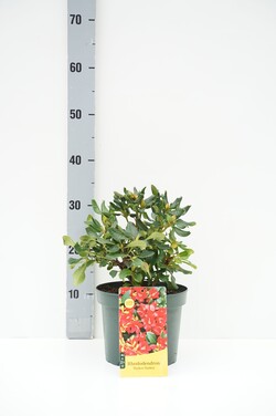 Rododendras (F) (Lot Rhododendron (F)) 'Baden-Baden' C3/P19 25-30 CM