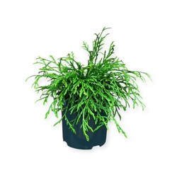 Tuja didžioji (Lot Thuja pl.) 'Kagers Beauty' C2,5/P18 20-25 CM