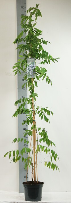 Visterija gausiažiedė (Lot Wisteria form.) 'Issai' C7,5/P26 150-200 CM - nuotrauka 2