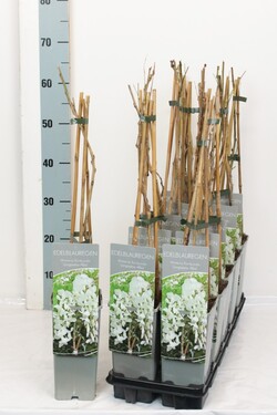 Visterija gausiažiede (Lot Wisteria flor.) 'Longissima Alba' P17 40-60 CM 3 STICK - nuotrauka 1