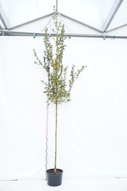 Klevas trakinis (Lot Acer camp.) 'Red Shine' C40 KAMIENO APIMTIS 10-12 CM STANDARDT
