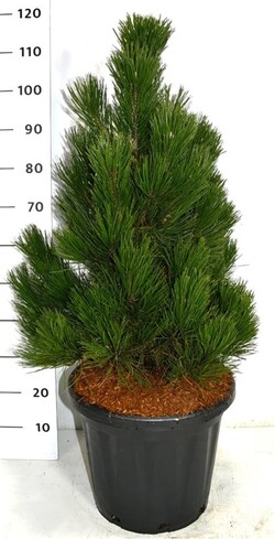 Pušis baltažievė (Lot Pinus leuc.) 'Little Dracula' C25 80-90 CM