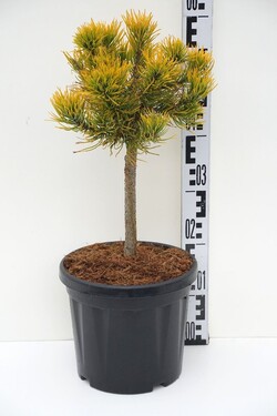 Pušis kalninė (Lot Pinus mugo) 'Carsten's Winter Gold' C5 STIEBAS 20 CM