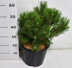 Pušis kalninė (Lot Pinus mugo) 'Winter Gold' C13 40-50 CM