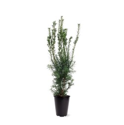 Kukmedis tarpinis (Lot Taxus media) 'Hicksii' C4/P21 50-60 CM