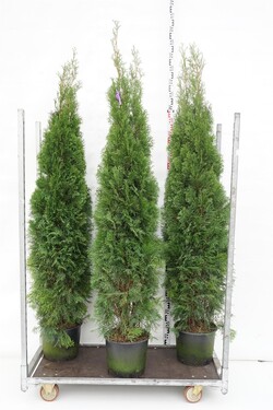 Tuja vakarinė (Lot Thuja occ.) 'Smaragd' C15 180-200 CM