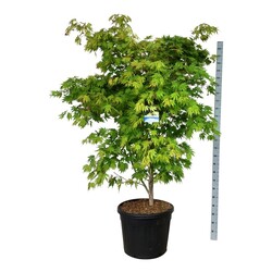 Klevas (Lot Acer) 'Arctic Jade' C90 175-200CM EXTRA