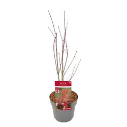 Klevas plaštakinis (Lot Acer pal.) 'Atropurpureum' C3/P19 40 CM