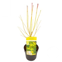 Klevas plaštakinis (Lot Acer pal.) 'Bi-Hoo' C3/P19 40 CM