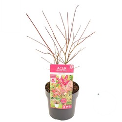 Klevas plaštakinis (Lot Acer pal.) 'Beni-maiko' C3/P19 40 CM