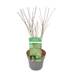 Klevas plaštakinis (Lot Acer pal.) 'Butterfly' C3/P19 40 CM