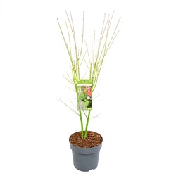 Klevas plaštakinis (Lot Acer pal.) 'Going Green' C10 60-80 CM