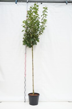 Klevas paprastasis (Lot Acer plat.) 'Globosum' C45 STIEBAS 225 CM KAMIENO APIMTIS 10-12 CM