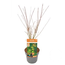 Klevas plaštakinis (Lot Acer pal.) 'Katsura' C3/P19 40 CM