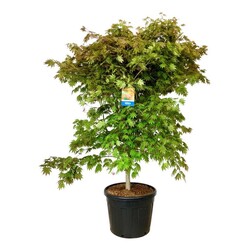 Klevas (Lot Acer) 'North Wind' C90 175-200CM EXTRA