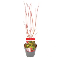 Klevas plaštakinis (Lot Acer pal.) 'Sangokaku' C3/P19 40 CM
