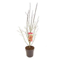 Klevas plaštakinis (Lot Acer pal.) 'Shaina' C10 60-80 CM