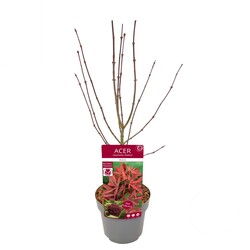 Klevas plaštakinis (Lot Acer pal.) 'Shaina' C3/P19 40 CM
